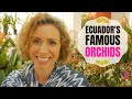 Ecuagenera Orchid Farm Gualaceo Ecuador + Casa Museo de la Makana &amp; Paute Ecuador Indigenous Mercado