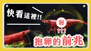養蝦繁殖好難小蝦米長大的過程與變化  1 Tip! Become a Master of Breeding Shrimp