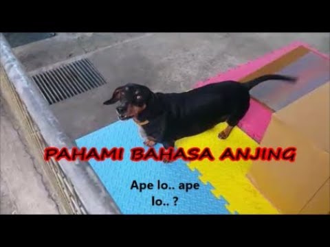 Video: Cara Menamakan Anjing Dachshund