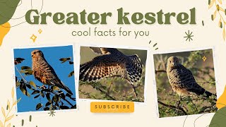 greater kestrel facts