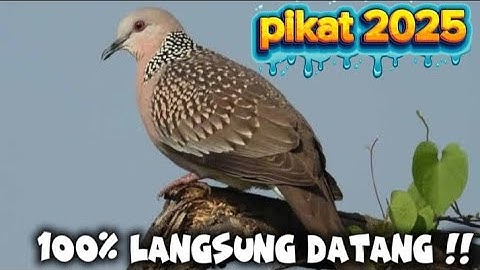 SANGAT REKOMENDASI ‼️ suara pikat yang cocok di ajak hunting •||• BUKTIKAN ‼️