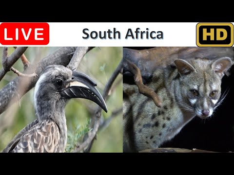 Allen BirdCam - South African Garden Wildlife Live — Pretoria, Gauteng live camera thumbnail