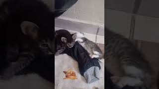 gatitos bebé 😍 #viral #gatos #gatitos #michis