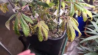 pog week 7 flower, sorbertto week 6 flower, gelato week 5 flower, exodus cheese week 4 flower