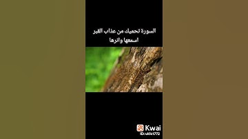 سوره تحميك من عذاب القبر 🌸🌸
