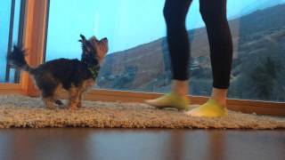 Yorkshire Terrier  Dancing Dog  Dog Tricks  Song: Piensas