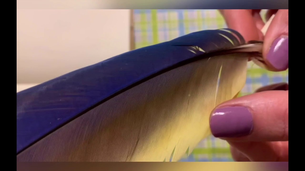 Bird Anatomy and Art