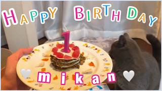 祝！みかん1歳の誕生日/猫用ケーキ作ってみました