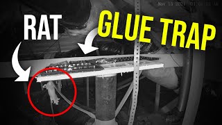 Hang on …. Sewer Rat does WHAT to the glue board ?!? This is SHOCKING