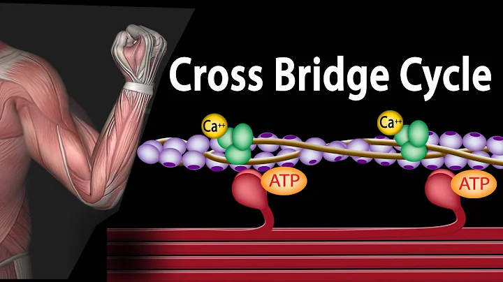 Muscle Contraction - Cross Bridge Cycle, Animation. - DayDayNews