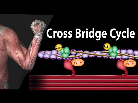 Muscle Contraction - Cross Bridge Cycle, Animation.
