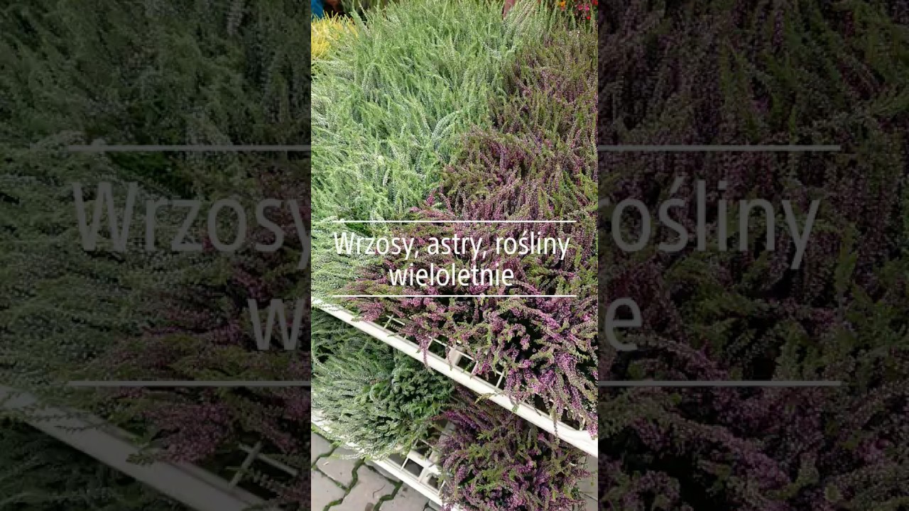 Wrzosy, astry, rośliny wieloletnie