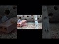 Real Mouse Maze Madness | CAT TV MOUSE #catmouse