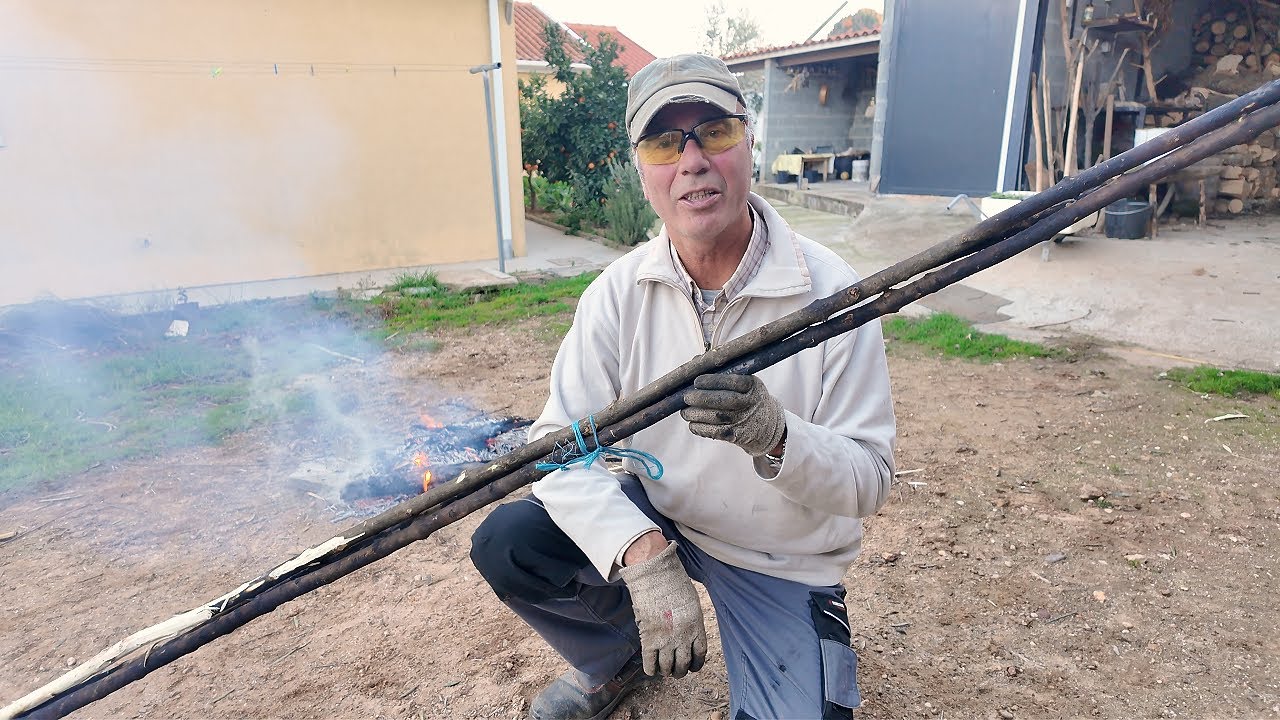 Como eu faço as varas de varejar azeitona