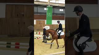 Junghengst Lavazzo 🏇🏽
