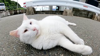 いつもケンカしてばかりの白猫が仲間達と一緒にお昼寝する！？