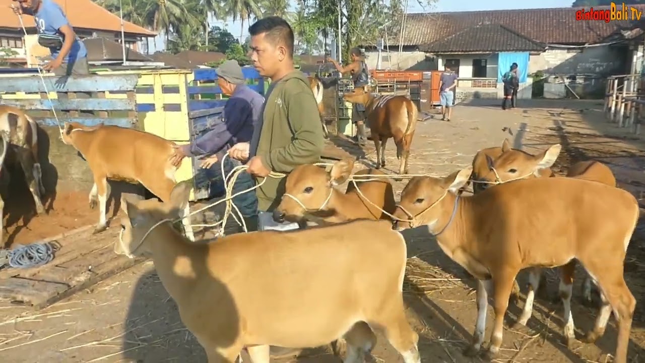 BERAGAM EKSPRESI SAPI BALI SAAT DIGIRING NAIK TRUK, PASAR BERINGKIT