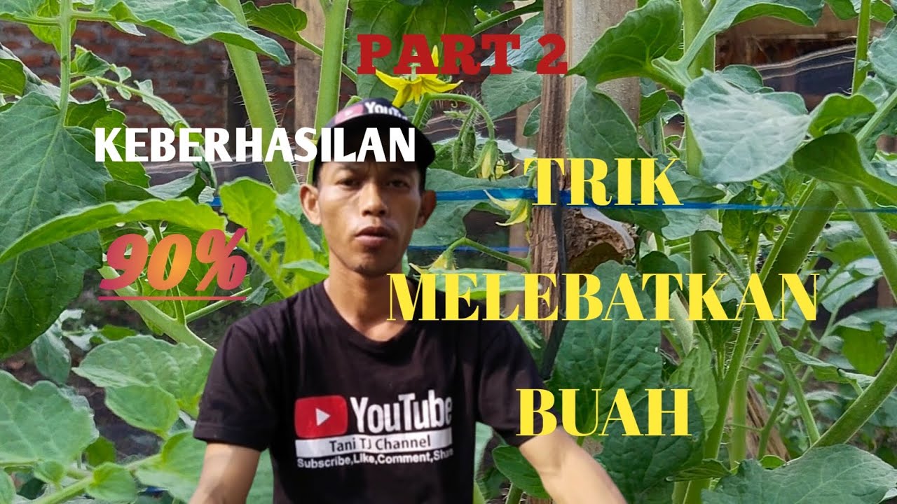 Part 2.CARA MELEBATKAN BUAH TOMAT@tanitjchannel2548 #viral