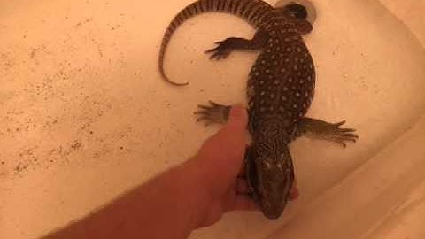 My Tame Savannah Monitor
