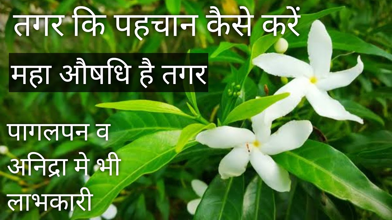 तगर के औषधि गुण | Benifits of tagar |सुगन्धबाला | 