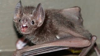 Bat Evolution (with Tony Reed)