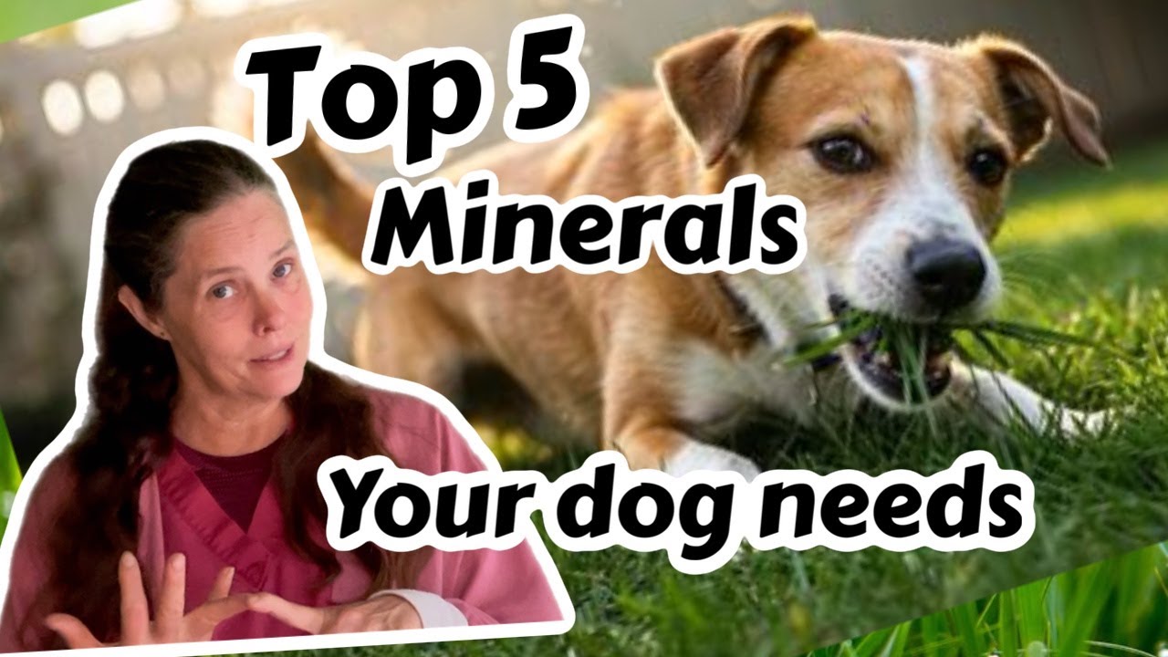 Пять самых важных минералов для собак: что на самом деле означает поедание грязи.
