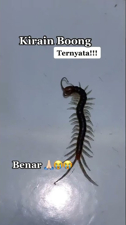 Doa nabi sulaiman untuk menjinakan binatang viral Tik Tok