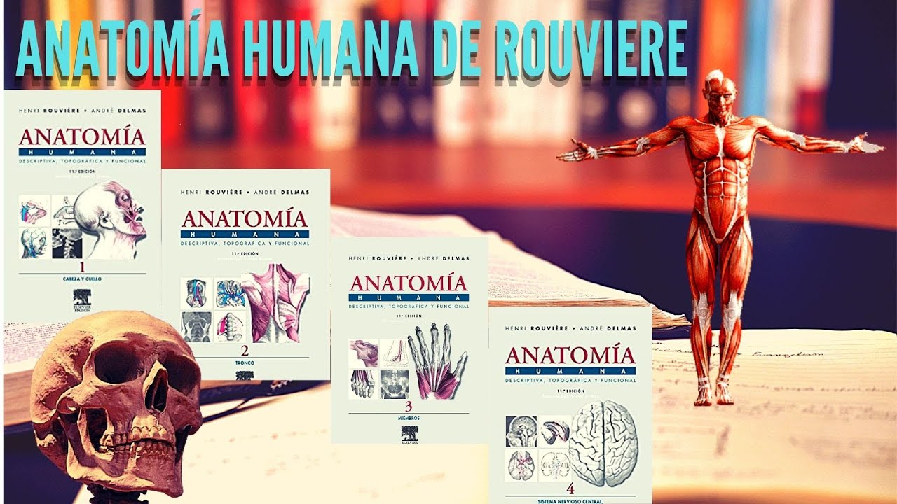 Anatomia Humana Rouviere Tomo 3 Pdf Descargar www.youtube.com