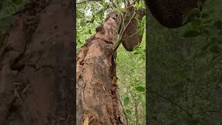 🐝🔥 Brave Man vs Thousands of Wild Bees || Best Short Video | Best Viral Video Short
