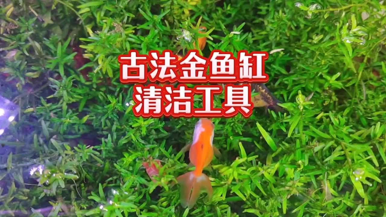 不用过滤设备，实现懒养金鱼的方法技巧，火山石古法金鱼缸配套清洁工具虾推荐。古法养兰寿金鱼，底砂藏粪便不如裸缸好？实践证明鱼缸底部全部铺火山石底 ...
