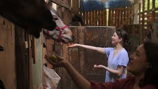 DuMOR Horse Treats
