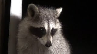 Saturday Night - Raccoons Visit For A Quick Meal