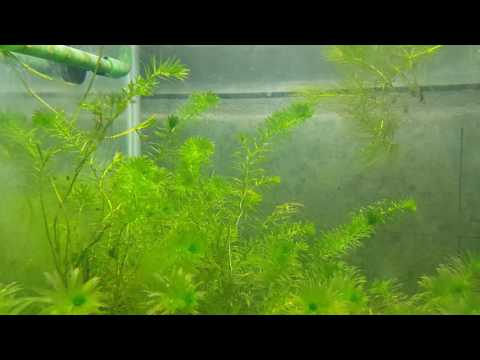 Video: Heerlijke Elodea