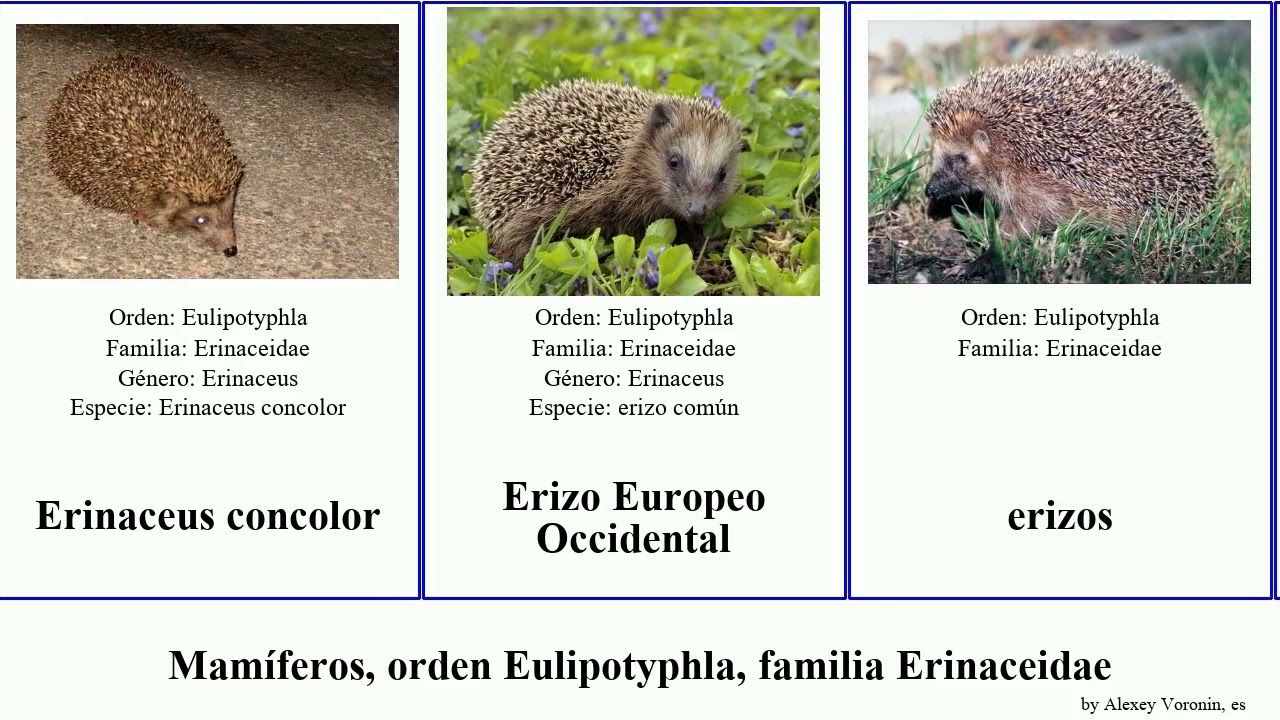 Mamíferos, orden Eulipotyphla, familia Erinaceidae paraechinus mammal concolor frontalis parvus