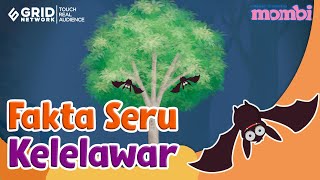 Mengenal  Kelelawar - Fakta Menarik