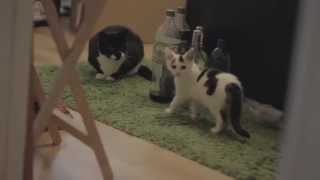 new kitten meets cat