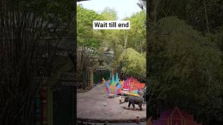 Elephant Foot Ball | Watch till end #foryou #explorenow #travel #animals #wildadventure #goal #short