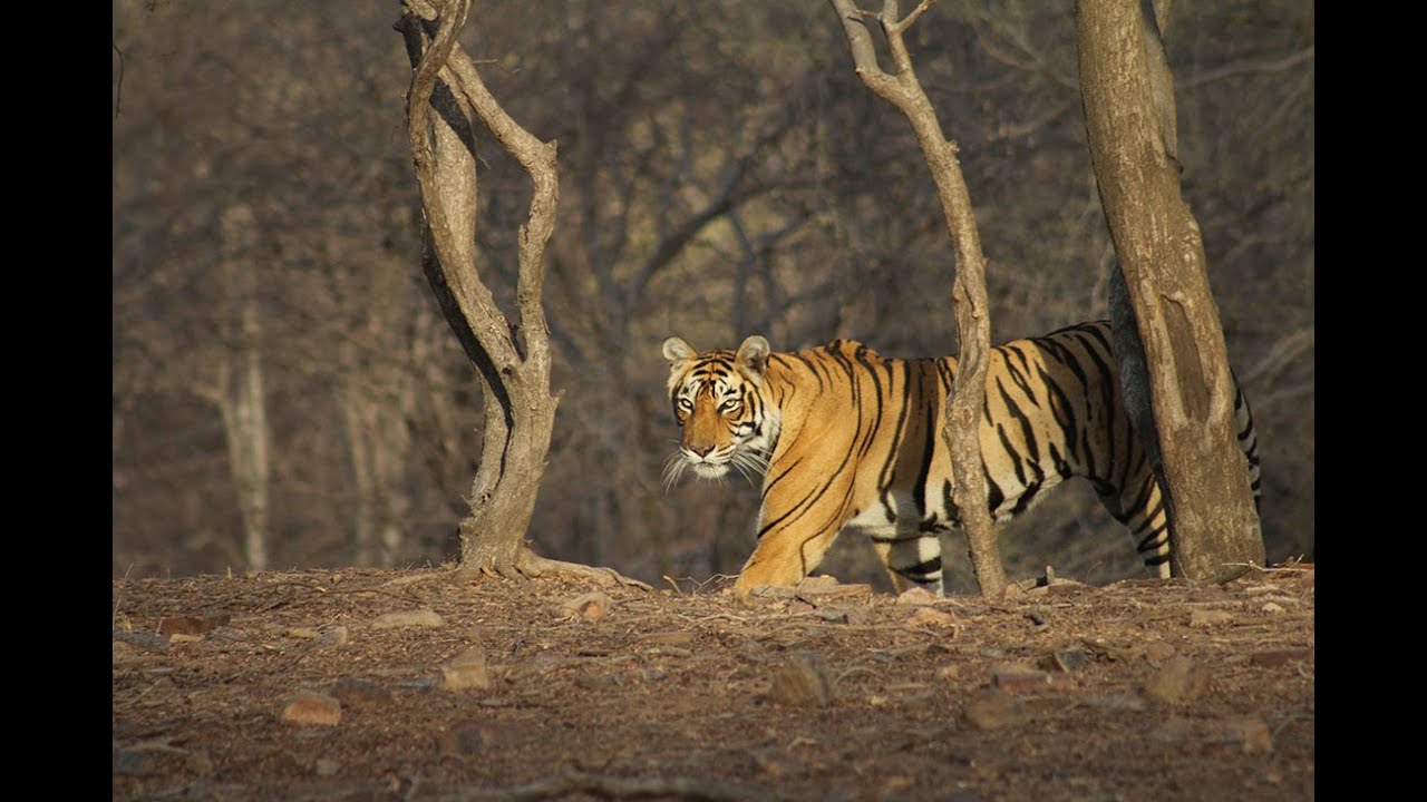 camera iphone 8 plus apk MelanieC champions wild tigers with TigerTime