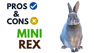 Mini Rex Rabbit Pros And Cons | Mini Rex Rabbit Advantages And Disadvantages