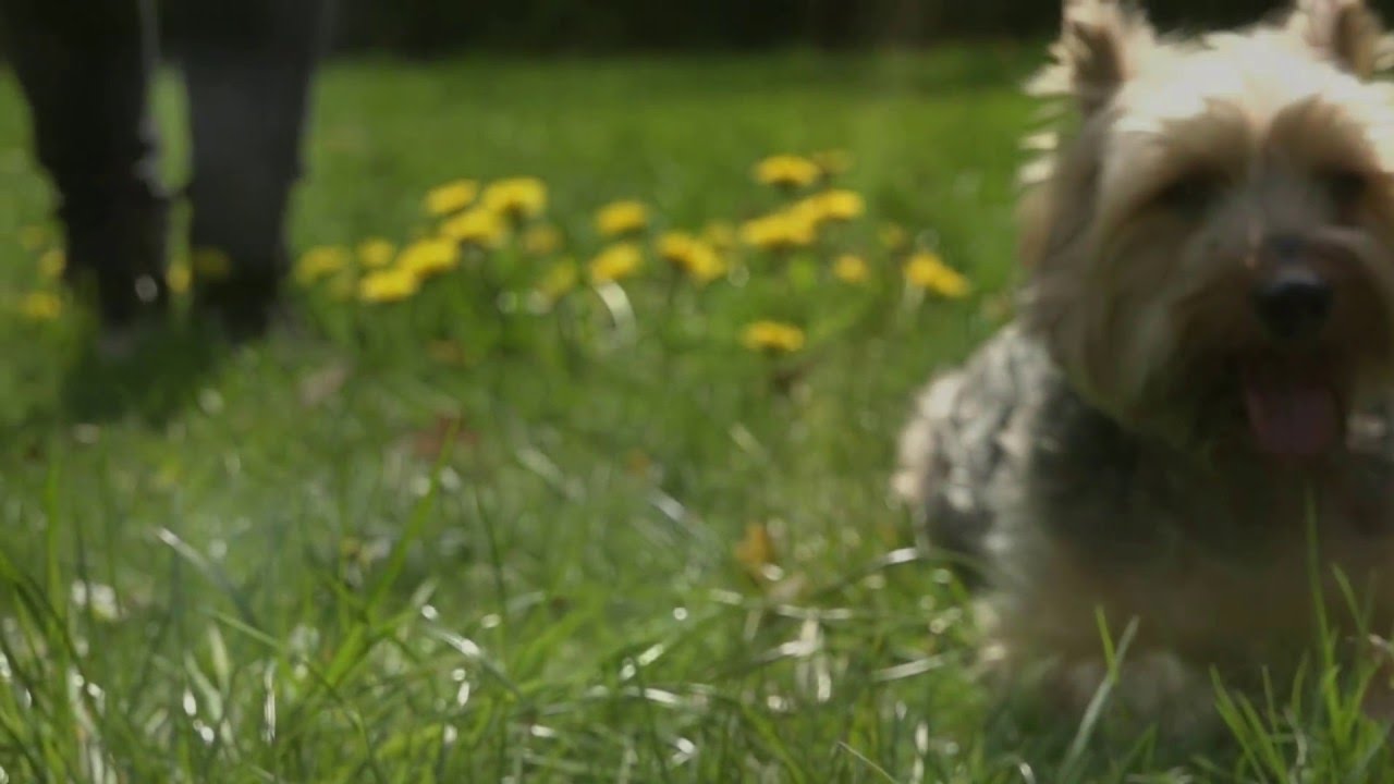 Temper Trap - Love Lost (Interpretaton- S.g.Raum) For 2 Friends