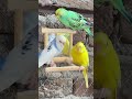 #parrots #beautiful #nature #cute #birds