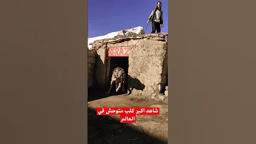 شاهد اكبر كلب متوحش في العالم اليمن السعوديه السعوديه كلب 