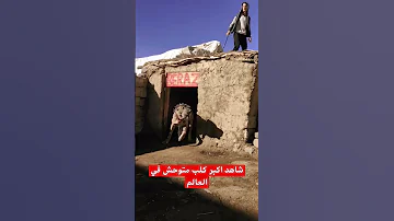 شاهد اكبر كلب متوحش في العالم اليمن السعوديه السعوديه كلب 