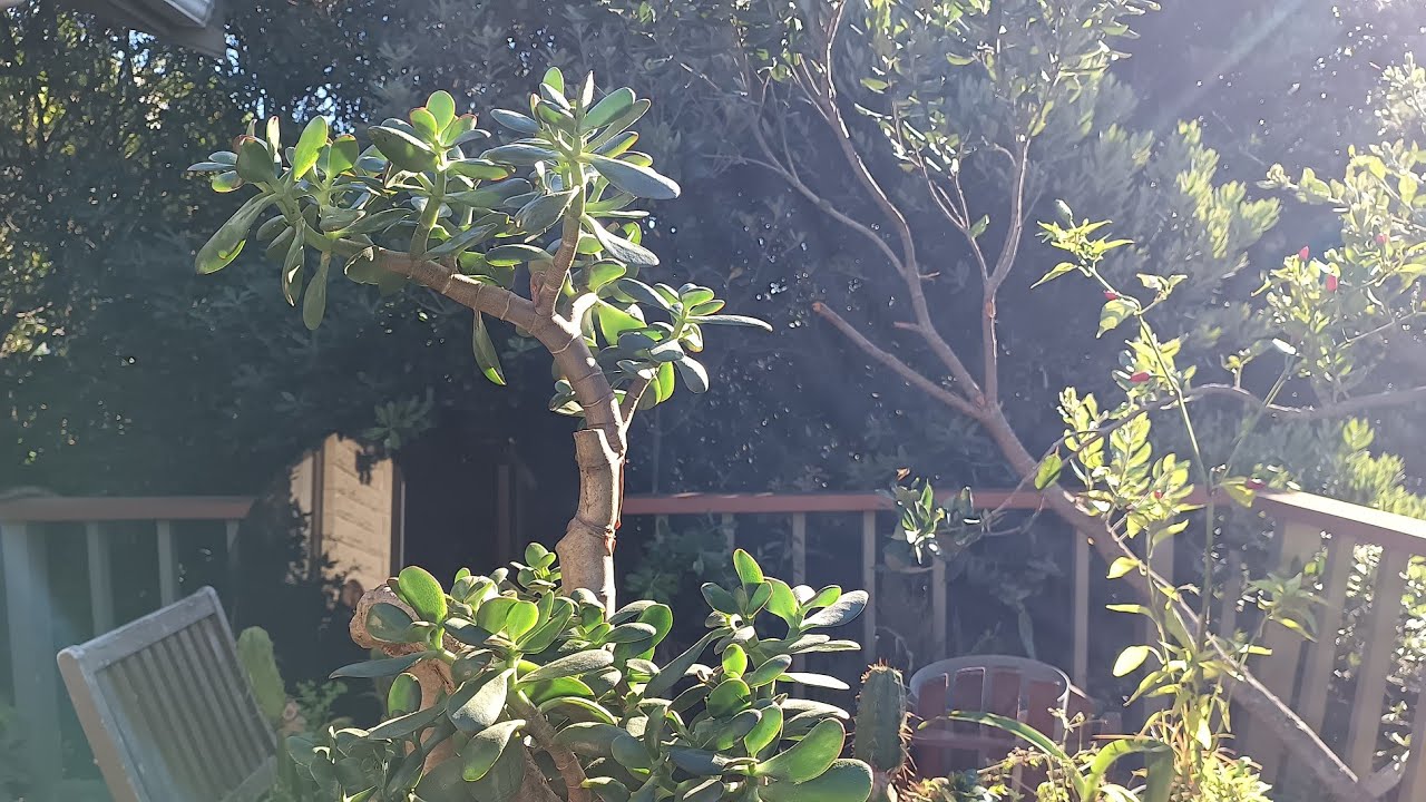 #videos#garden#gardening#plants#jadeplant#crassulaovata@kapcoastsunsetcliviaseascapes