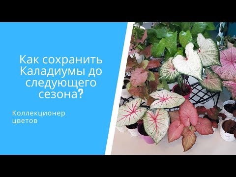 Видео: Как да се отървете от ацетона