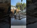 How to Build a Bridge with NO Hardware 🤯 #shorts