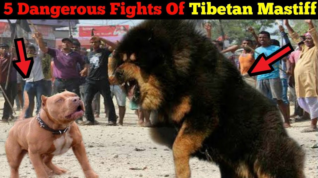 tibetan mastiff vs pitbull fight