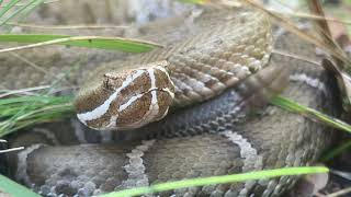 Ridge-nosed Rattlesnake or Willard's Rattlesnake (Crotalus willardi willardi) Up Close and Personal