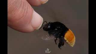 Male Orchid Bee Collecting Insect Repellent