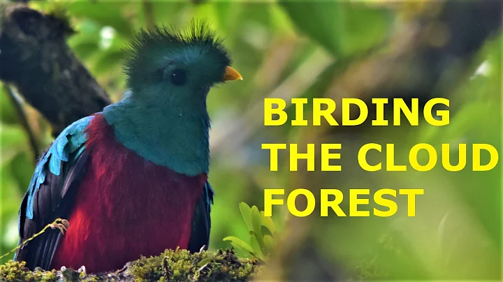 Birding the Costa Rican Cloud Forests of Monteverde